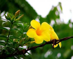 floare galbena