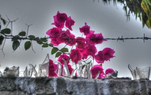 flori creative