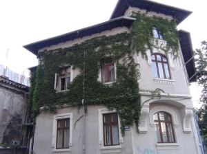 planta agatatoare pe casa