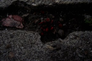 gandacei, ochiul domnului