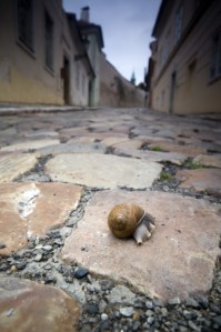 Snail on pavement