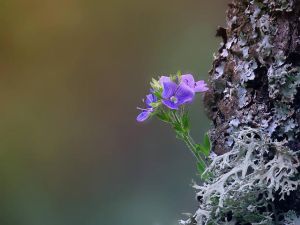 copac frumos, licheni, floare din scoarta