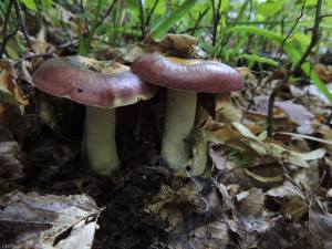 ciuperci in padure, doua ciuperci, ciuperci cu palarie rosie