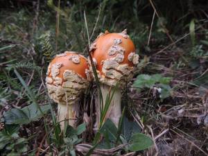 ciuperci deosebite