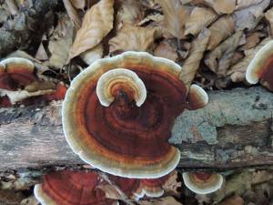 ciuperci de padure, ciperci pe copaci