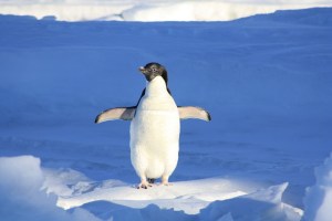 pinguin