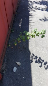 intelepciunea vietii e simpla